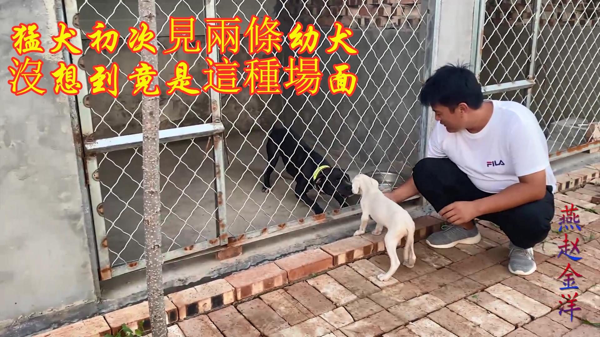 球队换帅步步紧逼，保级大战一触即发的简单介绍